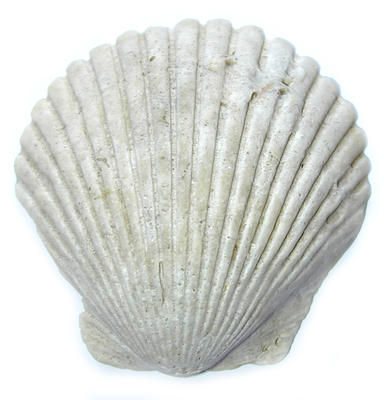 ocean_natureshell0591.jpg