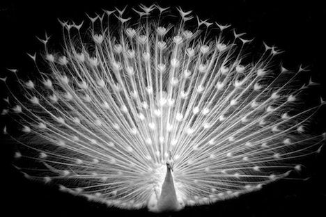 full-albino-peacock.jpg